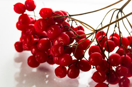 Red viburnum on a branch on a white backgroundの写真素材