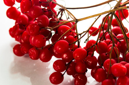 Red viburnum on a branch on a white backgroundの写真素材