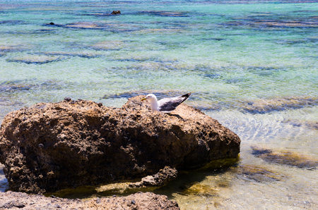 White seagull on a stone against the background of the seaの写真素材