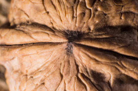 Walnut shell macro, background, textureの写真素材