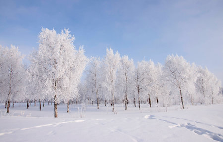 Winter landscape with snow covered trees  .  の写真素材