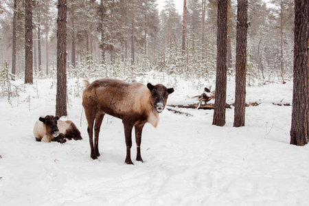Deer in the snow. 