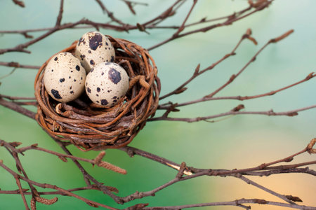 Â  Quail eggs in a nest on the branches of a tree on a blue background.の写真素材