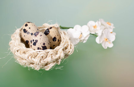 Quail eggs in a nest on a blue background. の写真素材