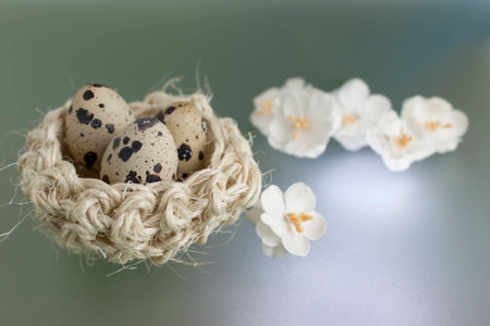 Quail eggs in a nest on a blue background. の写真素材
