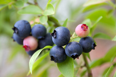 Berries of blueberries on a branch during ripening close-upの写真素材