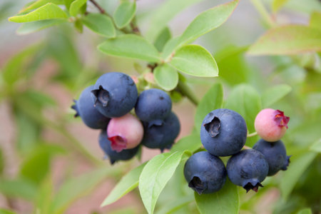 Berries of blueberries on a branch during ripening close-upの写真素材
