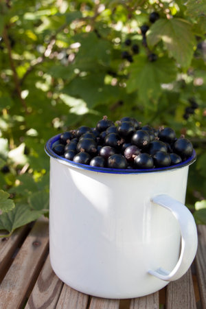 Black currant in blue enameled mug on a bench in the garden under a black currant bushの写真素材