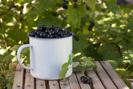 Black currant in blue enameled mug on a bench in the garden under a black currant bushの写真素材