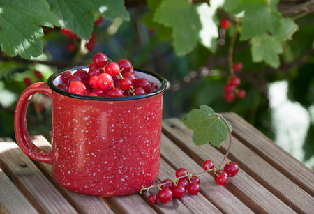 Red currant in a red mug on a bench in the garden under a bush of red currantの写真素材