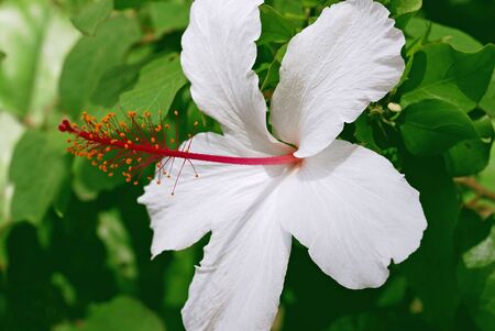 hibiscus flowerの写真素材