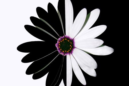 flower black and whiteの写真素材