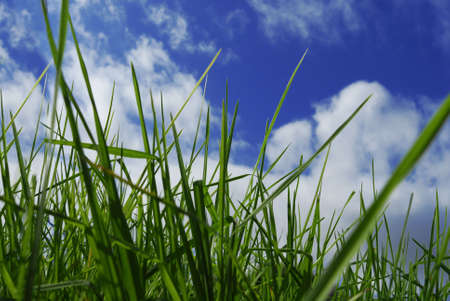 green grass and blue sky