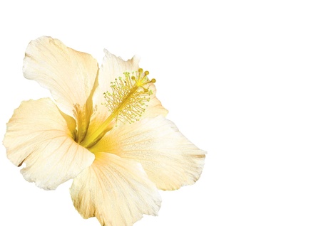 hibiscus flower isolated on whiteの写真素材