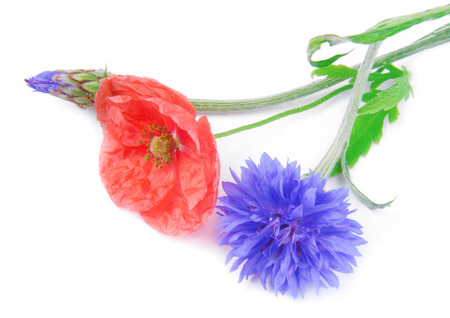 poppy flowers  and cornflower isolated on whiteの写真素材