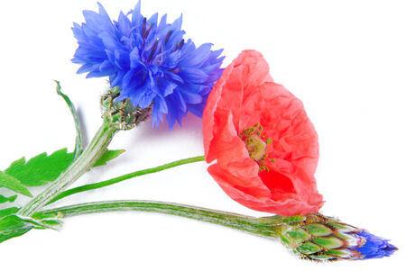 poppy flowers  and cornflower isolated on whiteの写真素材