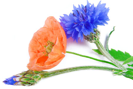 poppy flowers  and cornflower isolated on whiteの写真素材