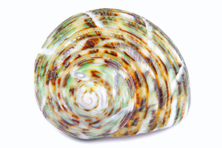 seashell shell isolated on white background