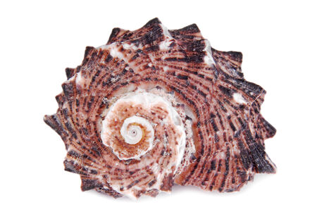 seashell shell isolated on white background