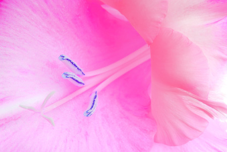 abstract of flower macro textureの写真素材