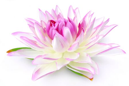 Lily pink isolated on whiteの写真素材
