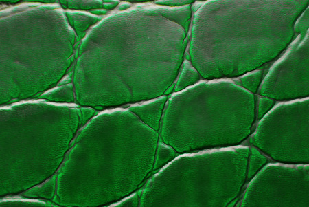 green leather macro texture backgroundの写真素材