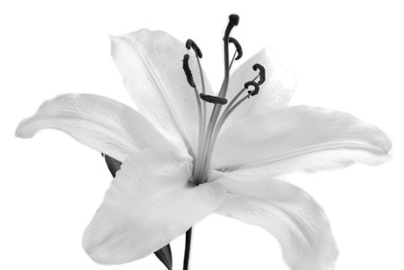 white Lilly flower isolated on whiteの写真素材