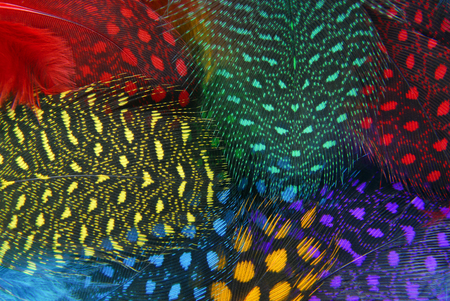 closeup of the color feather backgroundの写真素材