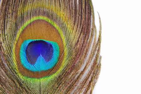closeup of the peacock feathersの写真素材