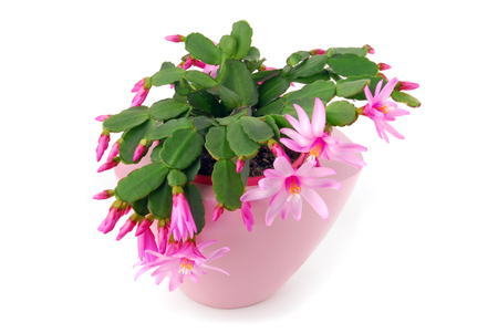 cactus flower pot Hatiora Gaertneriの写真素材
