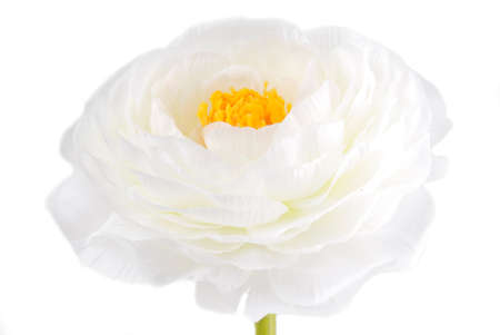 white flower isolated on white
