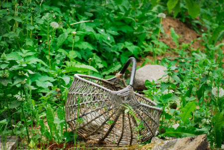 closeup of mushroom handmade wicker bascet in forestの写真素材