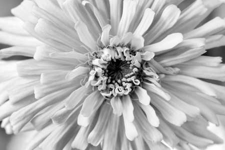 close up of flower black and white  Zinnia in the gardenの写真素材