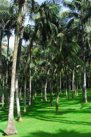 close up of the golf course with palm treesの写真素材