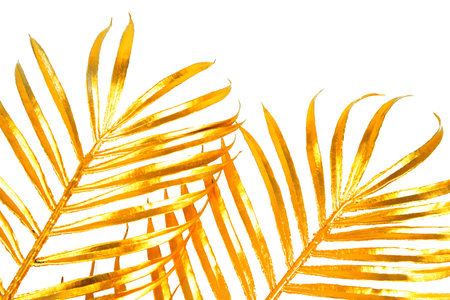 close up of the golden palm branch leaf texture backround