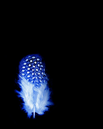 close up of the feather plumage blue neon isolated on black backgroundの写真素材