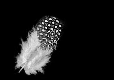 close up of the feather plumage black and white  isolated on black backgroundの写真素材