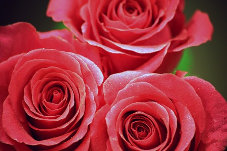 Closeup photo of beautiful pink rose with waterdropsの写真素材