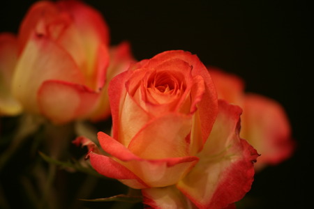 Closeup photo of beautiful pink rose with waterdropsの写真素材