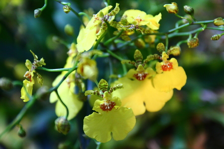 Ornamental with colorful orchids in the garden. Ornamental with colorful orchids in the gardenの写真素材