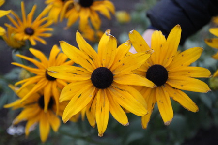 some flowers different color.good background picture backgroundの写真素材