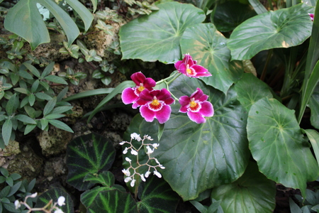 Different green plants. Closeup soft focus texture.の写真素材