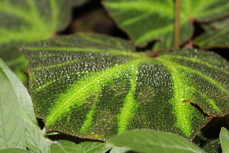Different green plants. Closeup soft focus texture.の写真素材