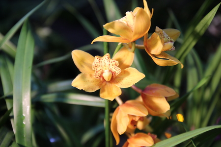 Ornamental with colorful orchids in the garden. Ornamental with colorful orchids in the gardenの写真素材