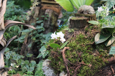 Different green plants. Closeup soft focus texture.の写真素材