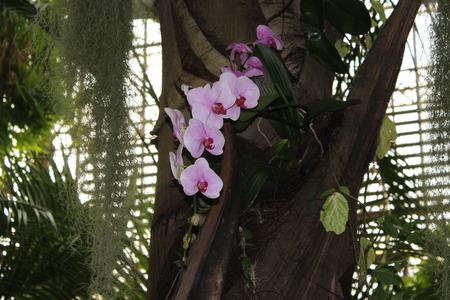 Ornamental with colorful orchids in the garden. Ornamental with colorful orchids in the gardenの写真素材