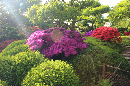 Different green plants. Closeup soft focus texture.の写真素材