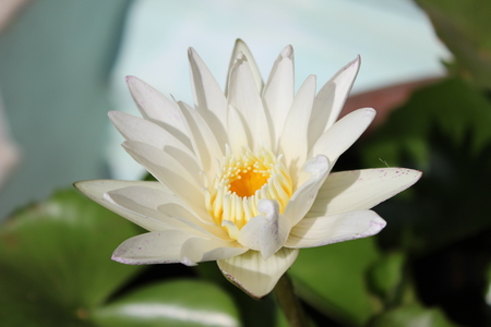 some flowers different color.good background picture backgroundの写真素材