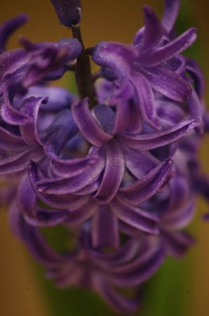 some flowers different color.good background picture backgroundの写真素材