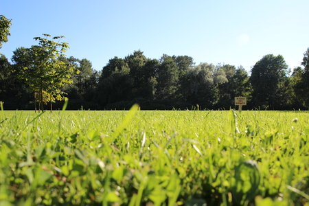 field of yellow flowers on islandの写真素材